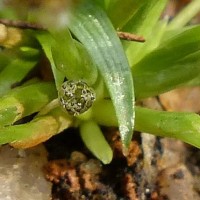 Eriocaulon minimum Lam.